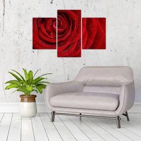 Tablou - detaliu de trandafir (90x60 cm)