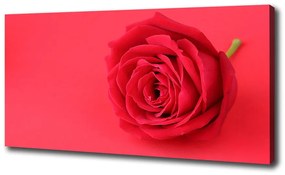 Tablou pe pânză canvas Trandafir roșu