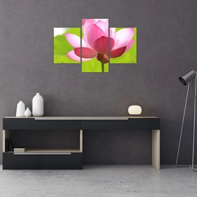 Tablou cu flori de lotus (90x60 cm)