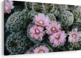 Tablou floare de cactus (90x60 cm)