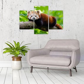 Tablou cu panda roșie (90x60 cm)