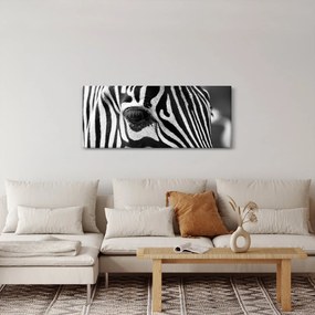 Tablou cu zebră (120x50 cm)