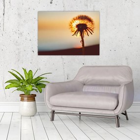 Tablou - Păpădie la apus de soare (70x50 cm)