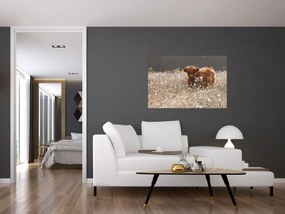 Tablou - Vacă scoțiană (90x60 cm)