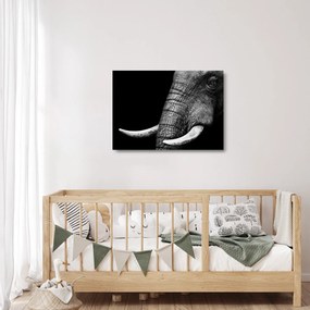 Tablou pe sticlă - Colți de elefant (70x50 cm)