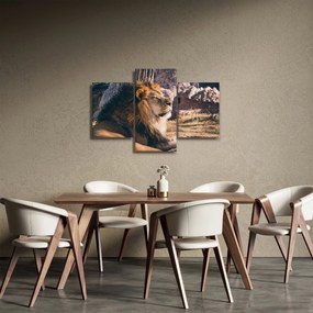 Tablou cu leul dormind (90x60 cm)
