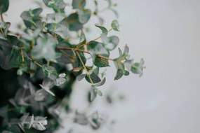 Fotografie potted eucalyptus gunni at home with copyspace, Carol Yepes