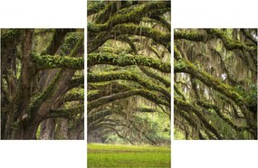 Tablou - Oaks Avenue, Charleston, Carolina de Sud, SUA (90x60 cm)