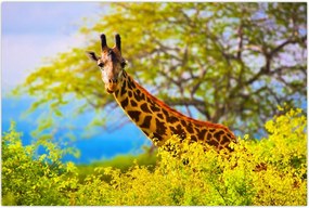 Tablou - Girafa în Africa (90x60 cm)