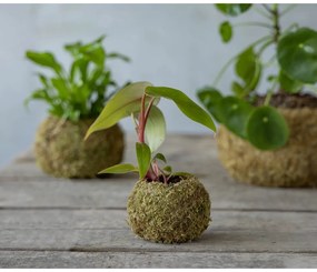 Ghiveci ø 9 cm Kokedama – Esschert Design