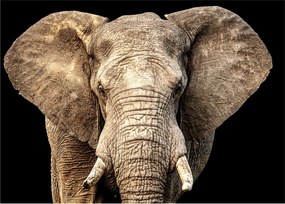 Tablou pe sticlă - Elefant african (70x50 cm)