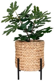 Ghiveci din zambilă de apă ø 26,5 cm Antas – House Nordic