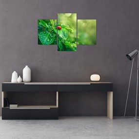 Tablou - Buburuza (90x60 cm)