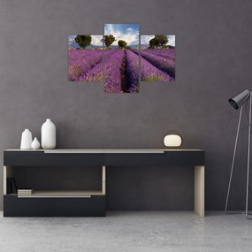 Tablou - câmp de lavandă și munți (90x60 cm)