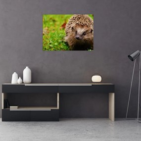 Tablou pe sticlă cu arici (70x50 cm)