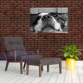 Tablou cu câine (90x60 cm)