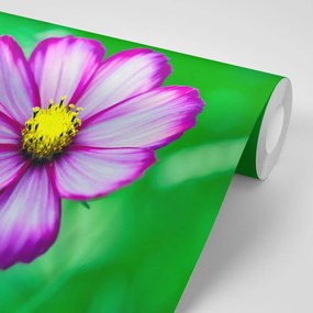 Fototapet autoadeziv floare de primula de grădină