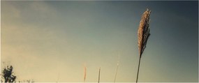 Tablou - Iarba (120x50 cm)