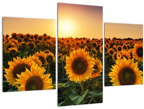 Tablou - Floarea soarelui (90x60 cm)