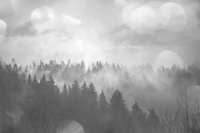 Fototapet ceață deasupra pădurii în alb-negru