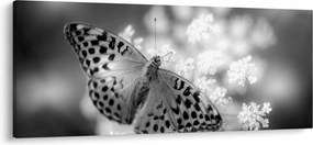 Tablou - Detailu cu fluture care polenizează floare (120x50 cm)