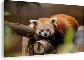 Tablou cu panda roșie (90x60 cm)