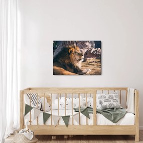 Tablou cu leul dormind (70x50 cm)