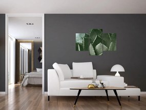 Tablou - Agave verde (90x60 cm)