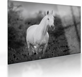 Tablou pe sticlă - Cal alb în poină (70x50 cm)