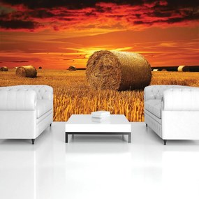 Fototapet - Câmp (152,5x104 cm)