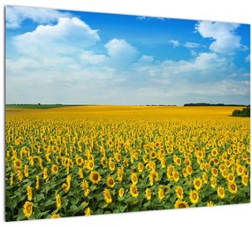 Tablou pe sticlă - câmp cu floarea soarelui (70x50 cm)