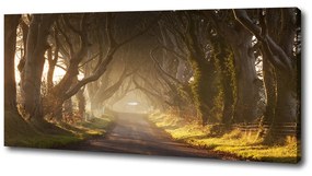 Tablou pe pânză Ceață în pădure
