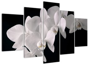 Tablou - orhidee albă (150x105cm)