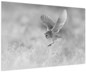 Tablou - Bufniță,alb-negru (90x60 cm)