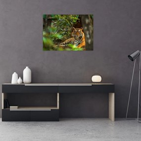 Tablou pe sticlă - Tigru odihnindu -se (70x50 cm)