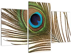 Tablou cu pene de păun (90x60 cm)