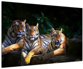 Tablou - Tigrii frați (90x60 cm)