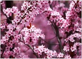 Tablou - Sakura roz (70x50 cm)