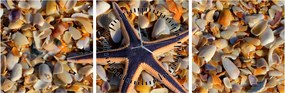 Tablou cu stea de mare (cu ceas) (90x30 cm)