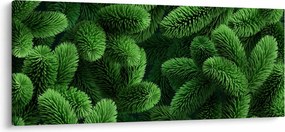 Tablou - Ramuri de conifere (120x50 cm)