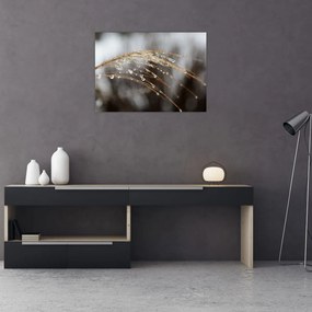 Tablou pe sticlă - Picături pe plantă (70x50 cm)