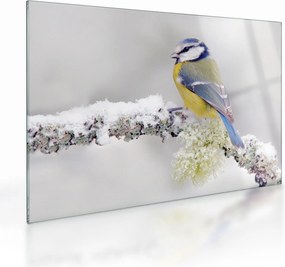 Tablou pe sticlă - Tit albastru în pădure (70x50 cm)