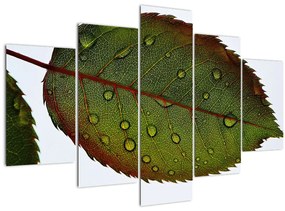 Tablou - Frunze de trandafir (150x105 cm)