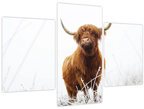 Tablou - Vacă scoțiană (90x60 cm)