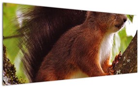Tablou cu veverița (120x50 cm), în 40 de alte dimensiuni noi