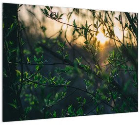 Tablou pe sticlă - Soarele strălucind printre crengile copacilor (70x50 cm)