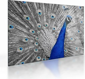 Tablou pe sticlă - păun albastru (70x50 cm)