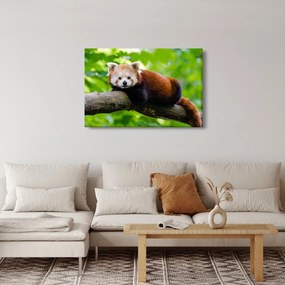 Tablou cu panda roșie (90x60 cm)