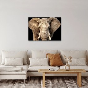 Tablou - Elefant african (70x50 cm)