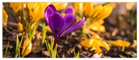 Tablou cu floare violetă (120x50 cm)